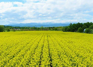 Takikawa Canola Flower Festival