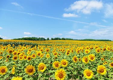 イメージ：北竜町ひまわりの里
