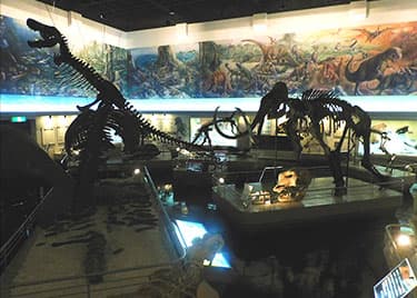 イメージ：滝川美術自然史館
